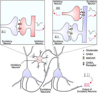 Astrocytic Regulation of Glutamate Transmission in Schizophrenia